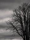 Bare Tree in Winter Monochrome