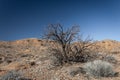 Bare tree in winter desert landscape, Sevilleta National Wildlife Refuge New Mexico