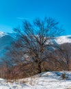 Bare tree in winter mountain Royalty Free Stock Photo