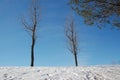 Bare trees Royalty Free Stock Photo