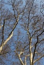 Bare trees against a blue sky. Autumn or spring sunny day, glare, plants in forest or garden, grove, nature, white tree Royalty Free Stock Photo