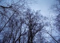 Bare trees against a cloudy sky in winter Royalty Free Stock Photo