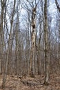 Bare trees along hiking trail at Pretty River Valley