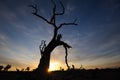 Bare trees in autumn dawn Royalty Free Stock Photo