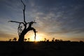 Bare trees in autumn dawn Royalty Free Stock Photo