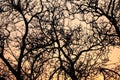 Bare trees Royalty Free Stock Photo