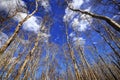 Bare trees of an autumn forest