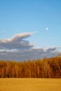 Bare trees with a backdrop of a clear, blue sky and a visible moon Royalty Free Stock Photo