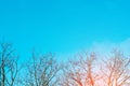 bare trees and blue sky background. picture of bare trees in spring or winter. ecological disaster, acid rain. the beginning of s