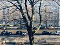 Bare trees with branches around a streets in Berlin