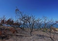 Trees burned by wildfire on a charred hillside in southern California Royalty Free Stock Photo