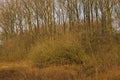 bare trees and bushes on a sunny winter day in the flemish countryside