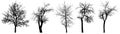 Bare trees chestnut tree, apple tree, cherry tree, set of silhouette. Vector illustration Royalty Free Stock Photo