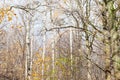 Bare trees in city park in late fall Royalty Free Stock Photo