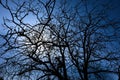Bare tree branches Royalty Free Stock Photo