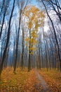 Bare trees in cold blue November sky with light white clouds, lonely maple with yellow foliage near a forest path, autumn mist Royalty Free Stock Photo