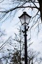 Bare trees and curved lantern street lamp in winter spring autumn in forest woods park. Natural background. Dark brown and black Royalty Free Stock Photo