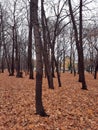 Bare trees with dark crowns among yellow fallen leaves