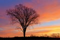 Bare Trees at Dawn Royalty Free Stock Photo