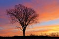 Bare Trees at Dawn