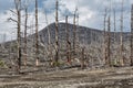 Lifeless desert landscape of Kamchatka Peninsula: Dead wood (Tolbachik Volcano lava field)