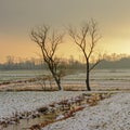 Bare trees in a flemish winter marsh landscape with snow in the evening light