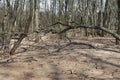 Bare trees on the flooded banks of the river