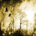 Bare trees with flying birds Royalty Free Stock Photo