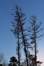 Bare trees in the forest as a silhouette in front of the setting sun in the evening in portrait format