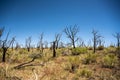 Bare Trees from Forest Fire Across Weatherill Mesa Royalty Free Stock Photo