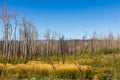 Bare Trees from Forest Fire, Granby Lake, Colorado