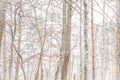 Bare trees in the forest. Pale, foggy winter background. Royalty Free Stock Photo