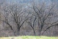 Bare trees and green grass Royalty Free Stock Photo