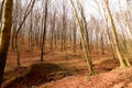 Bare trees on the hillside Royalty Free Stock Photo