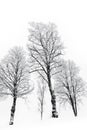 Bare trees with hoar frost Royalty Free Stock Photo