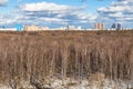 bare trees and last melting snow in spring