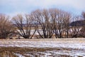 Bare Trees and Layered Background