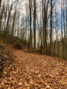 Bare Trees Line Leaf Covered Road In Winter Royalty Free Stock Photo