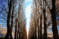 Bare trees line the road in city park at sunset. Royalty Free Stock Photo