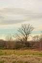 Bare trees in the marshland landscape of `Gentbrugse meersen` nature reserve Royalty Free Stock Photo