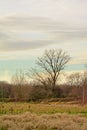 Bare trees in the marshland landscape of `Gentbrugse meersen` nature reserve