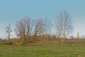 Bare trees in a meadow on a sunny winter day in Ghent Royalty Free Stock Photo