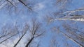 Bare trees in a oak forest in winter, on a sunny day. Spring or winter forest, park.