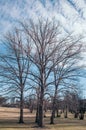 Bare trees in the park, winter season Royalty Free Stock Photo