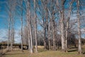 Bare trees in the park, winter season Royalty Free Stock Photo