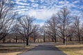 Bare trees in the park, winter season Royalty Free Stock Photo