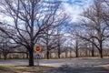 Bare trees in the park, winter season Royalty Free Stock Photo