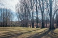 Bare trees in the park, winter season Royalty Free Stock Photo