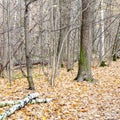 Bare trees and path covered by fallen leaves Royalty Free Stock Photo