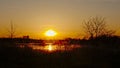 Bare trees and reed against sunset in Bourgoyen nature reserve. Royalty Free Stock Photo